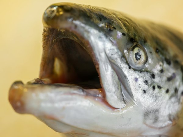 Crèmes volumisantes : 5 astuces pour une poitrine boostée