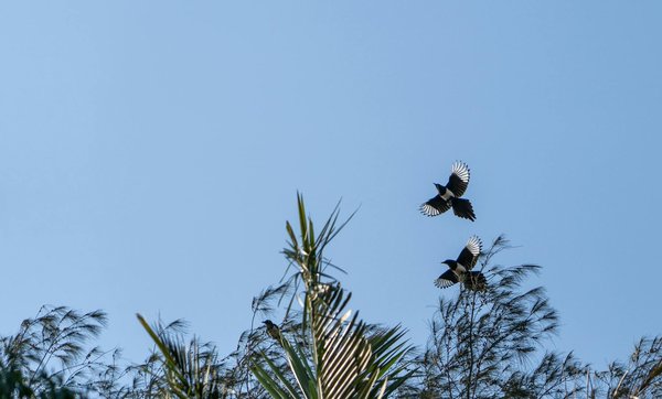 Sénescence et vieillissement cardiaque : un défi de santé publique